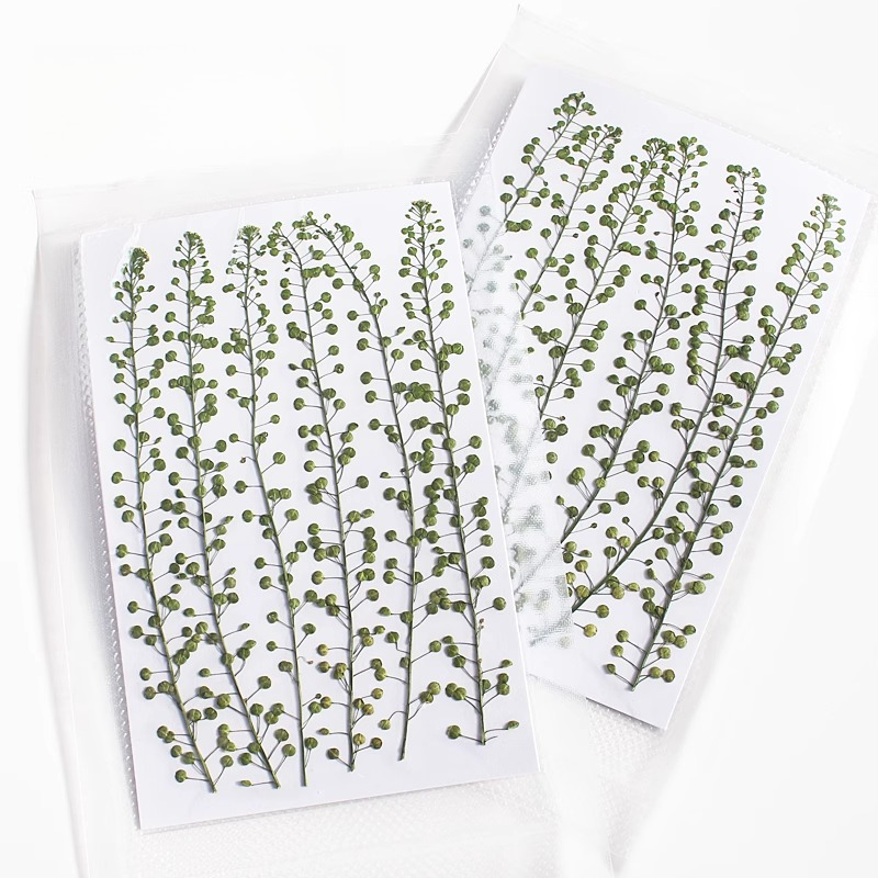 Natural Color Green Bell Grass - Resin Art Baby 评论和价格