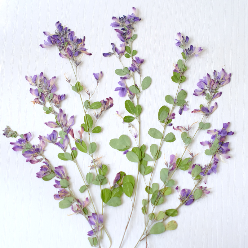 6pcs,nature Lespedeza Formosa  - Resin Art Baby 评论和价格