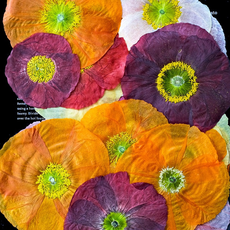 1pcs,Nature Field Poppy Presse - Resin Art Baby 评论和价格