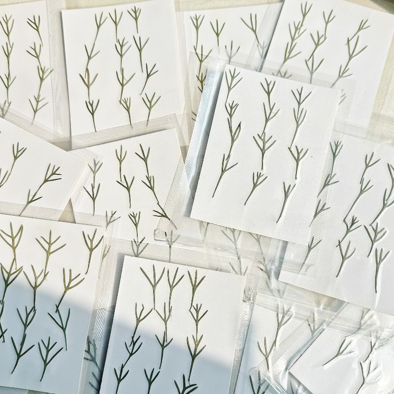 24pcs,Real Pressed Achillea Le - Resin Art Baby 评论和价格